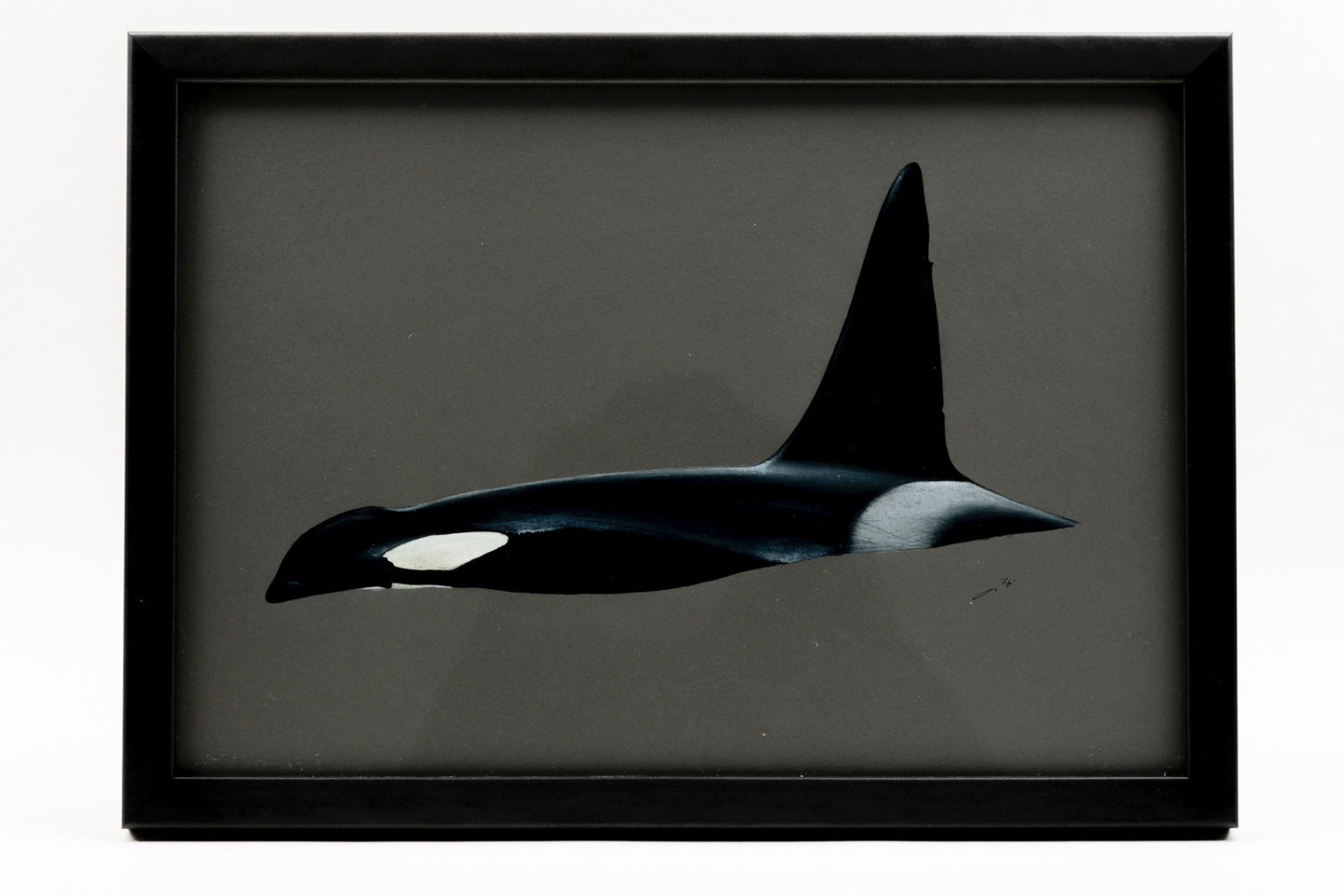 CHADWICK KILLER WHALE 5