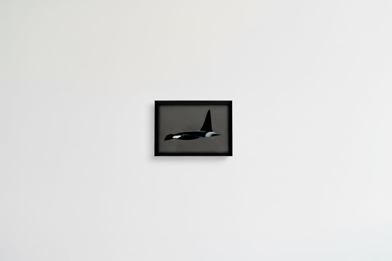 CHADWICK KILLER WHALE 5 12.5x9