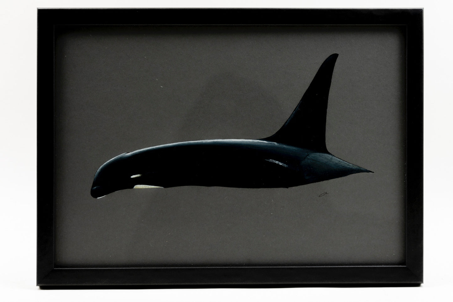 CHADWICK KILLER WHALE 2