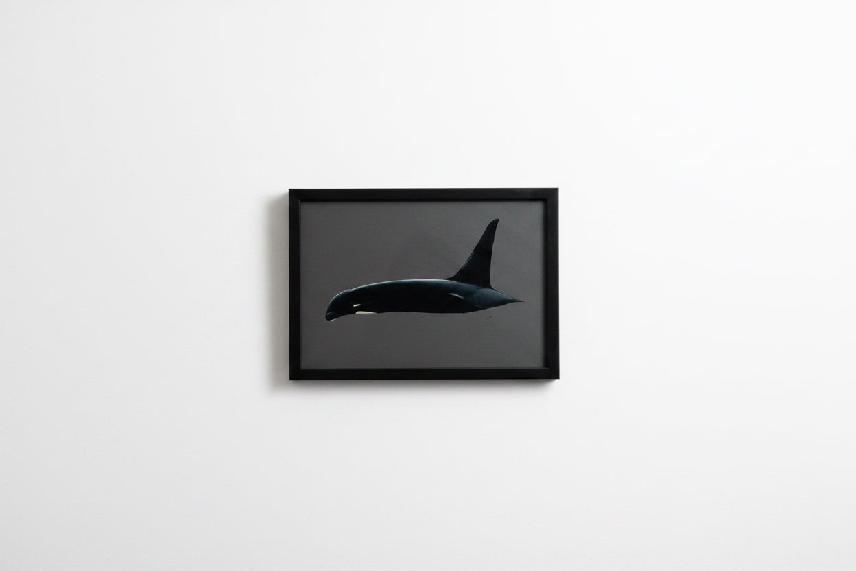 CHADWICK KILLER WHALE 2 12.5x9