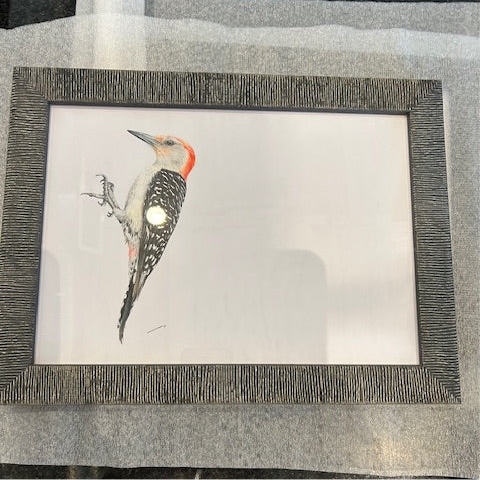 CHADWICK RED BELLIED WOOD PECKER