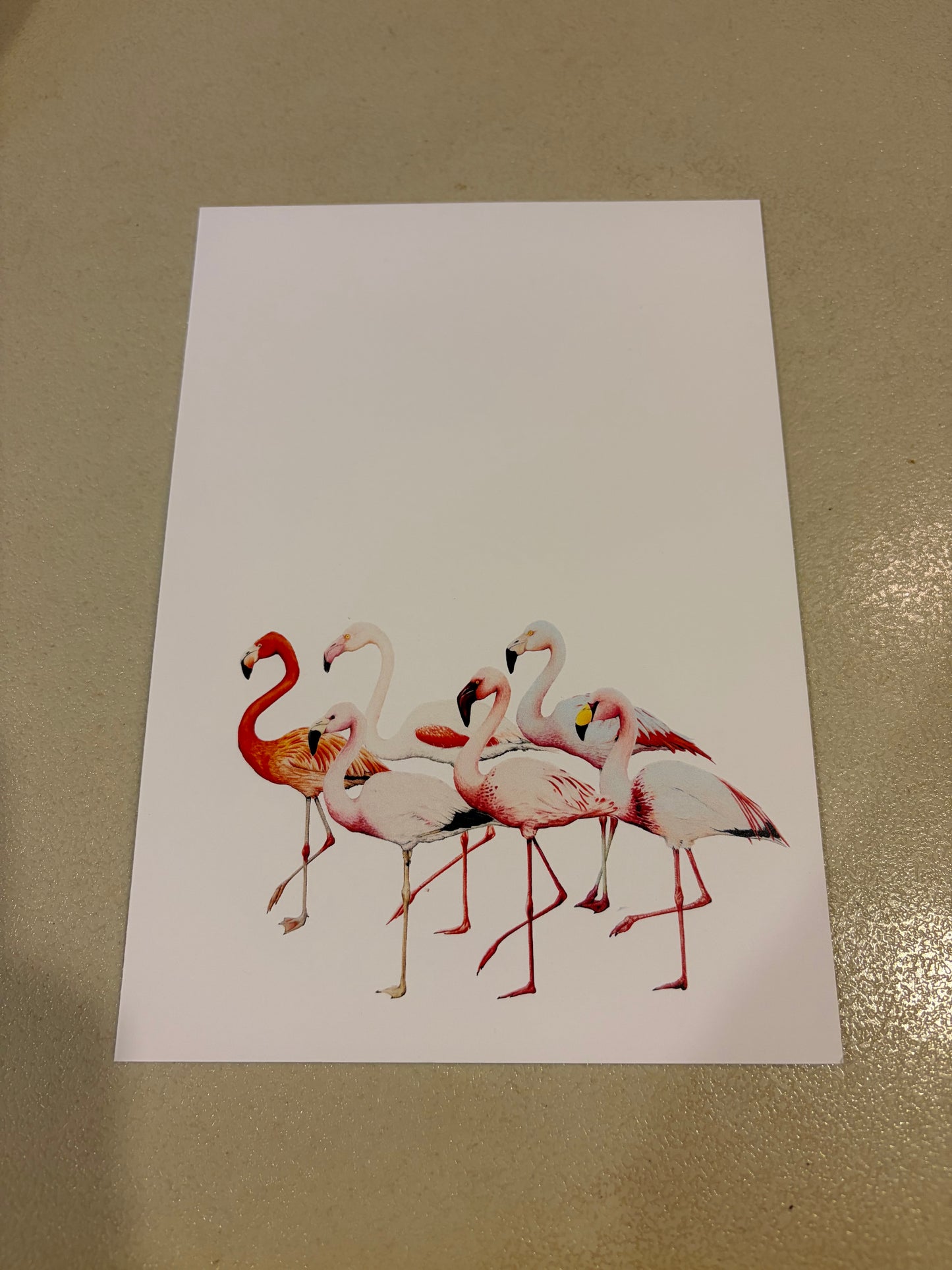 CHADWICK FLAMINGOS-Single