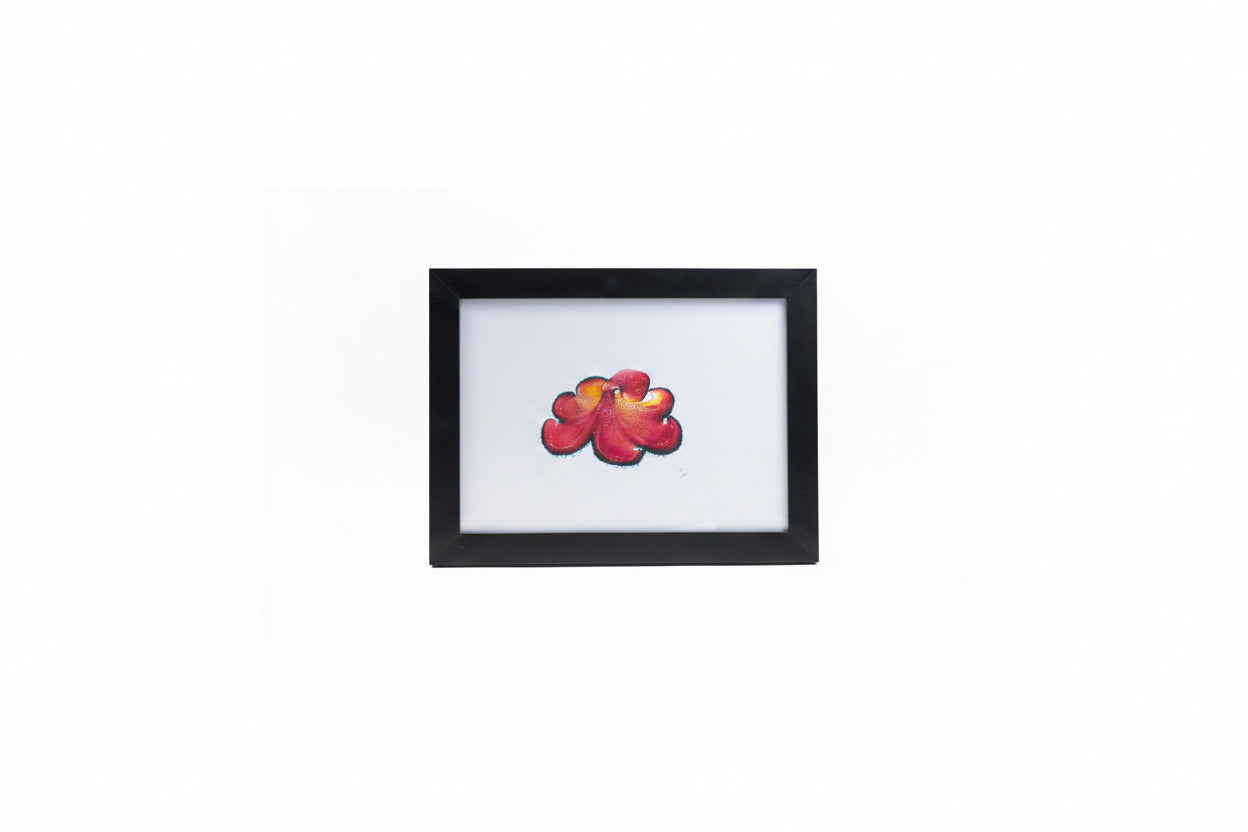 CHADWICK COCONUT OCTOPUS 14.5x11