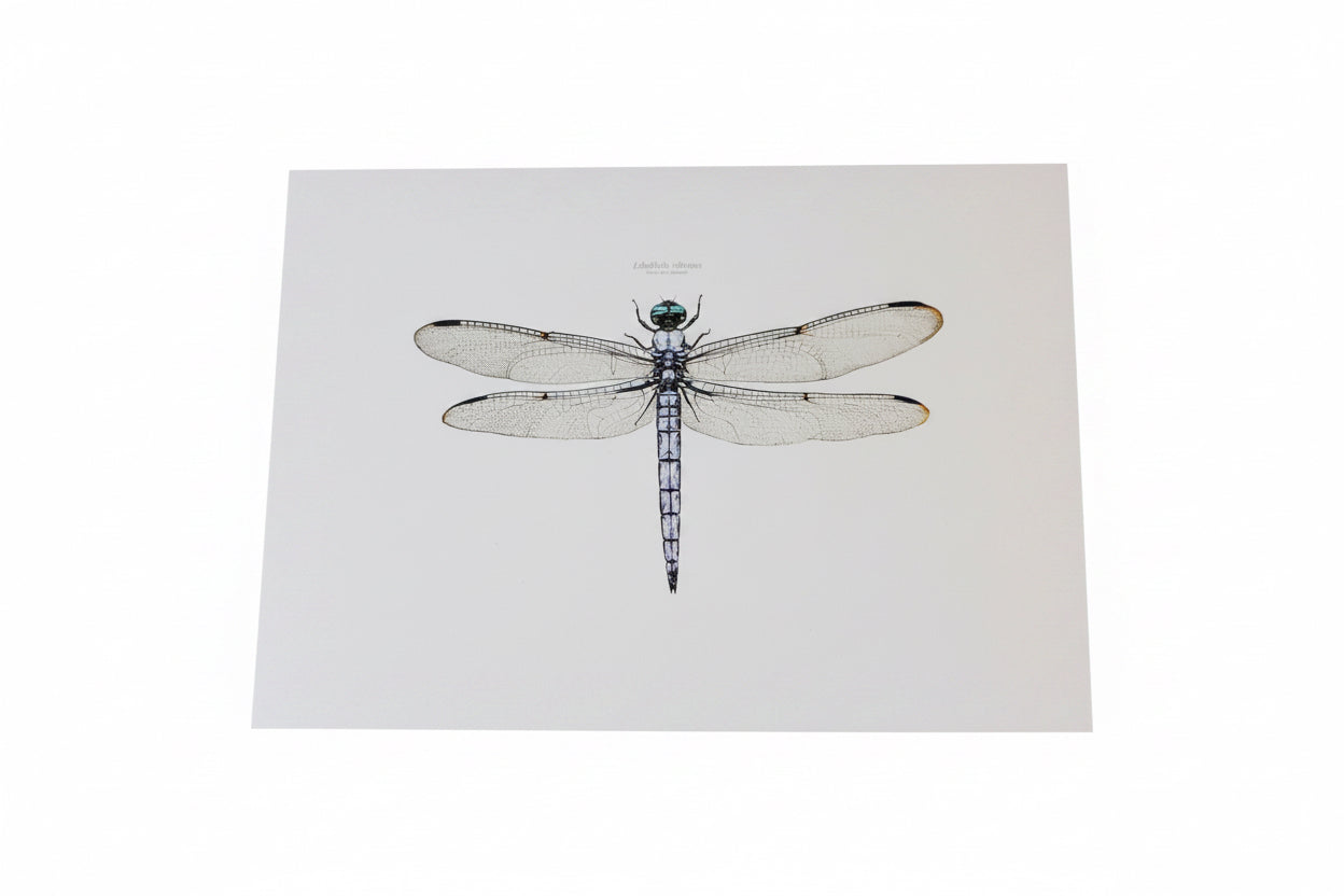 CHADWICK DRAGONFLY-SINGLE CARD