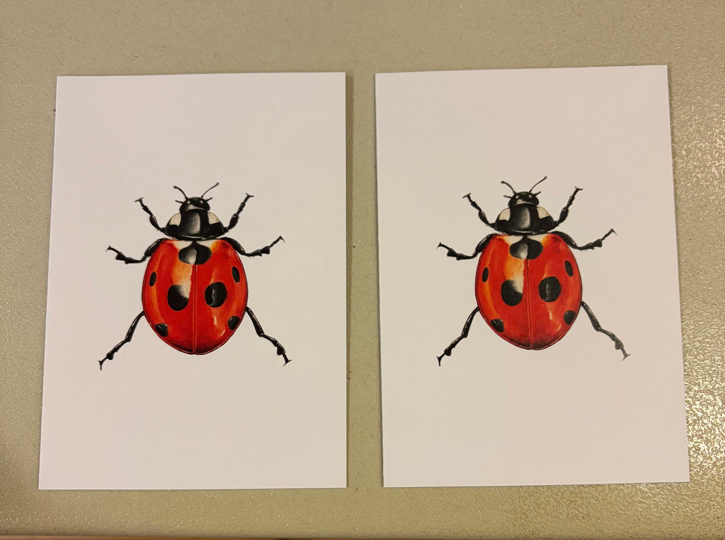 CHADWICK SEVEN SPOTTED LADY BUG S/2