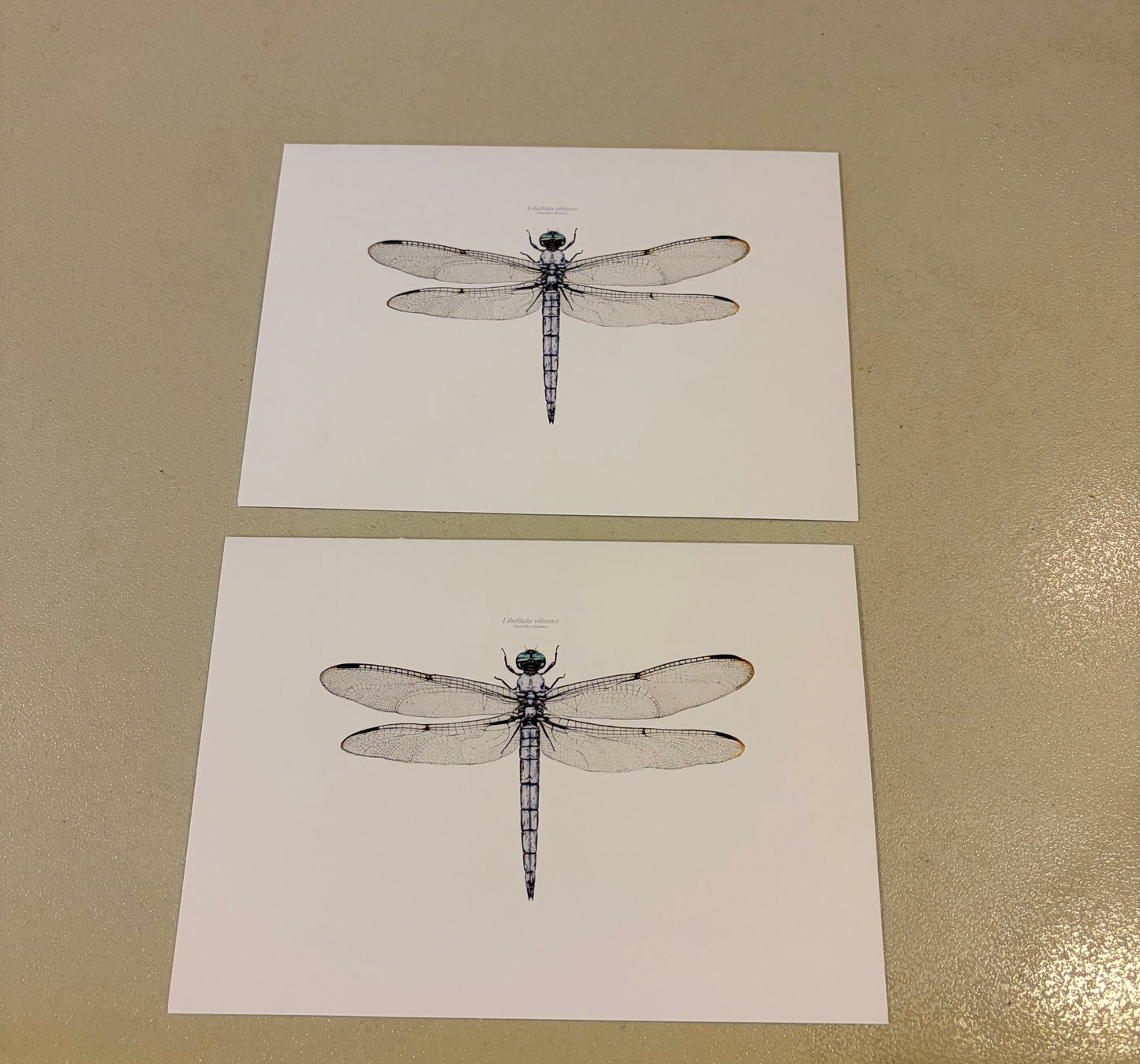 CHADWICK DRAGONFLY S/2