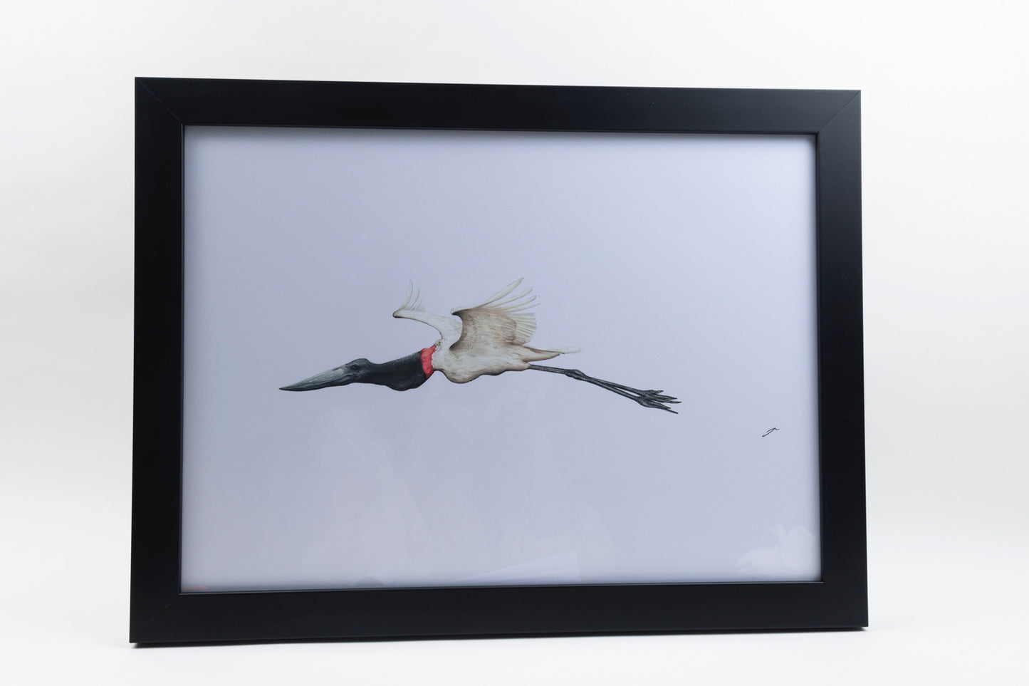 FLYING JABIRU STORK