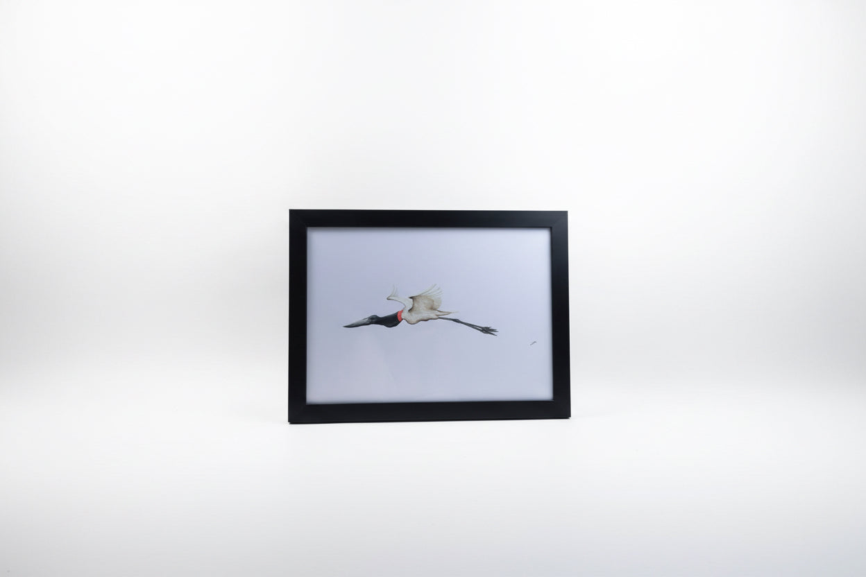 CHADWICK FLYING JABIRU STORK 18x14