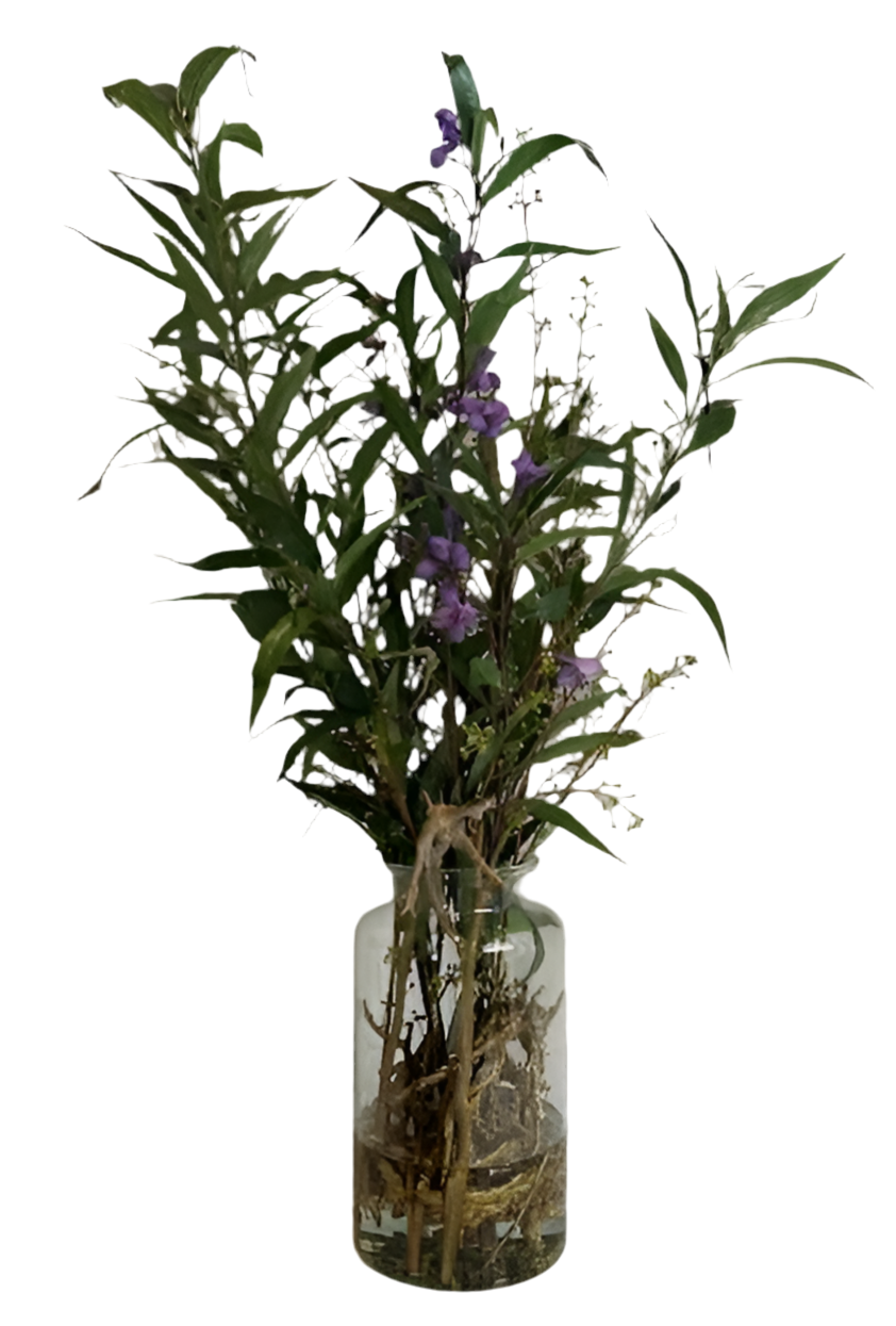 Allstate Ruellia/Driftwood