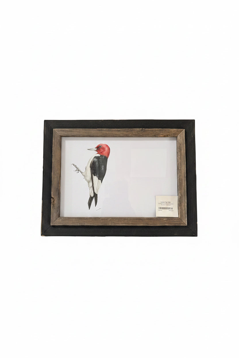 CHADWICK RED HEADED WOOD PECKER 14.5x11.5