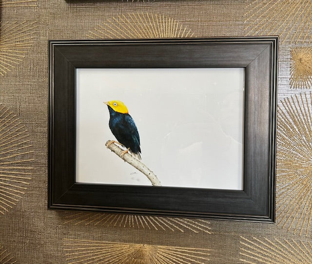 Golden Headed Manakin Framed Print
