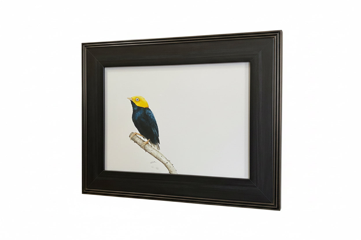 CHADWICK GOLDEN HEADED MANAKIN BIRD 15x12