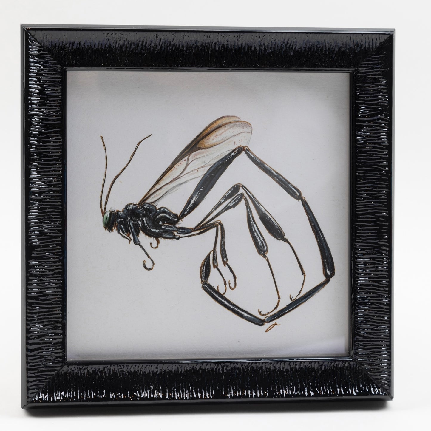 CHADWICK ICHNEUMON WASP