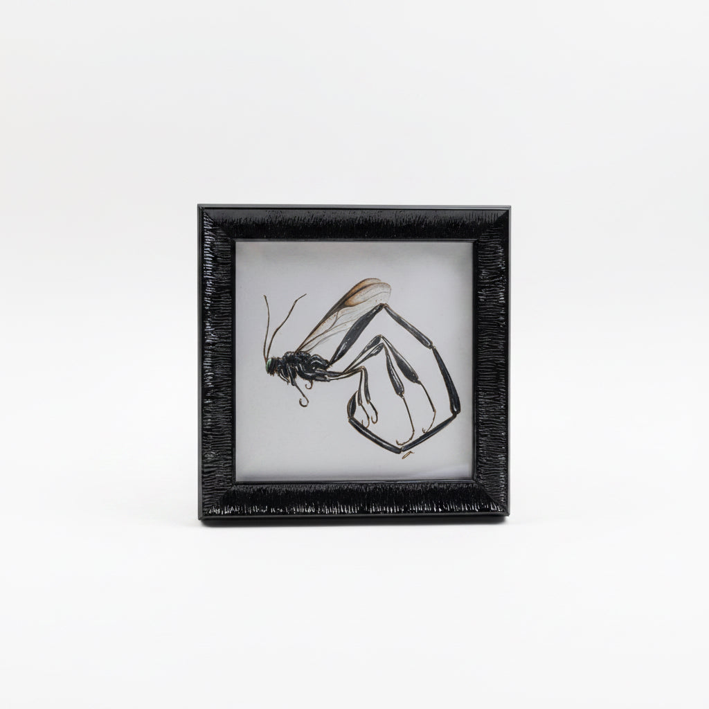 CHADWICK ICHNEUMON WASP 6x6