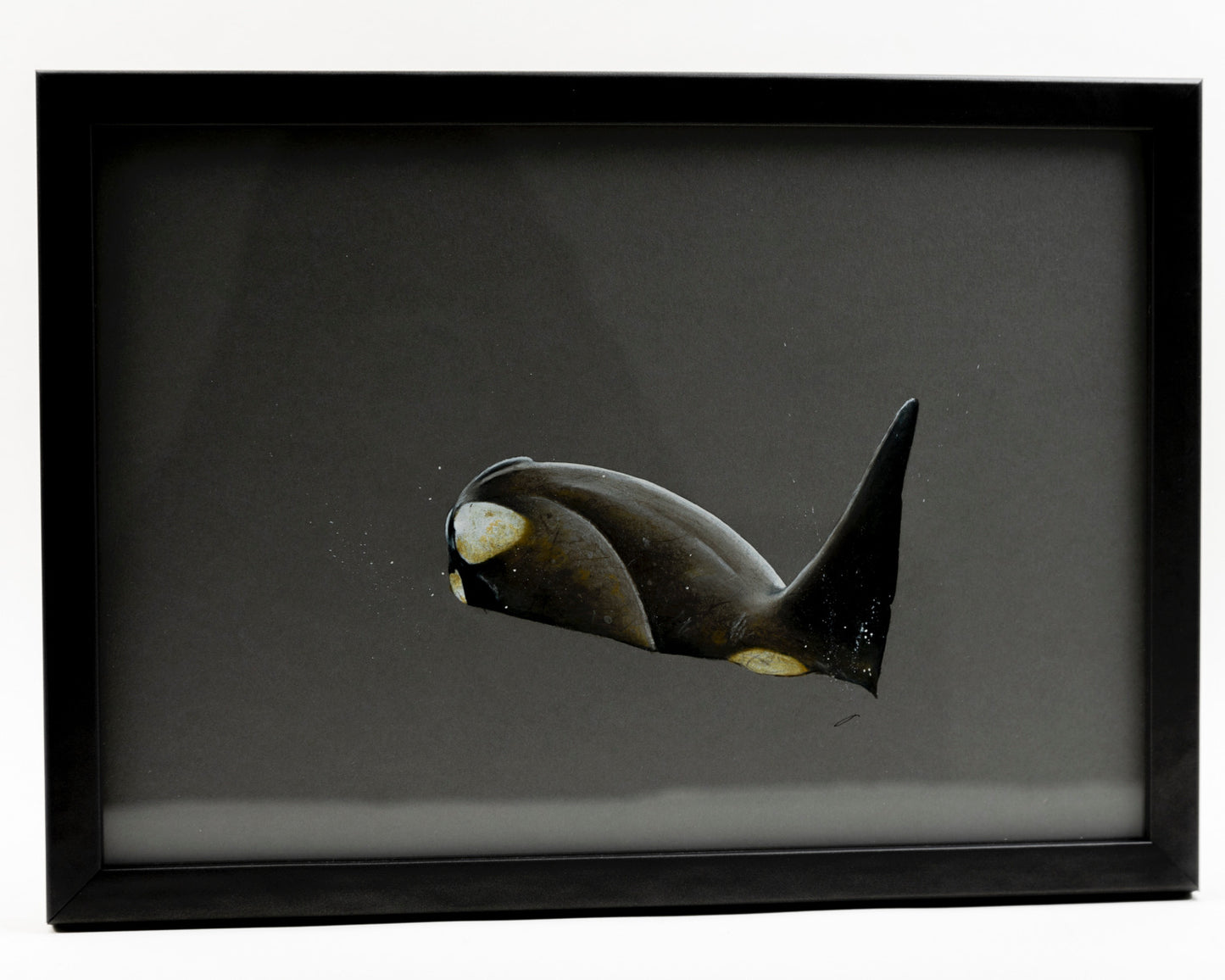 CHADWICK KILLER WHALE 4