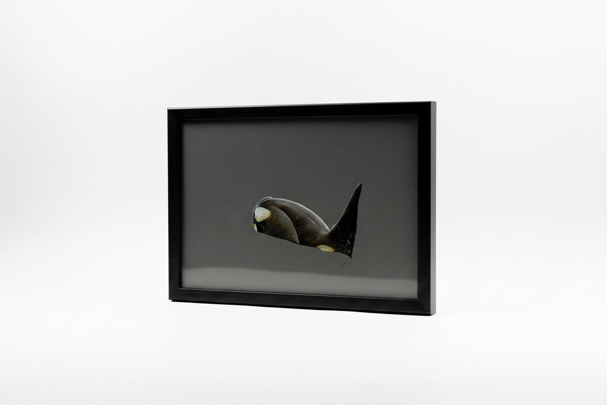 CHADWICK KILLER WHALE 4 12.5x9