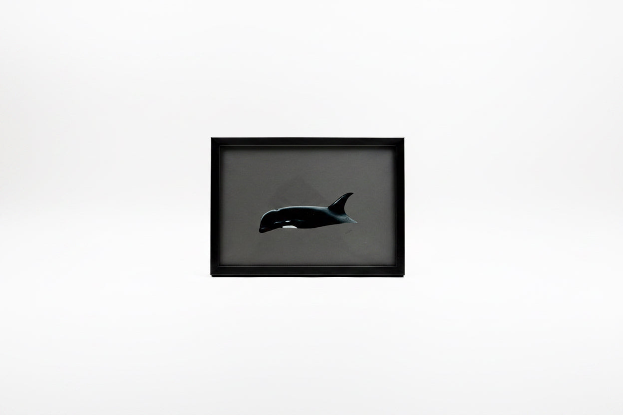 CHADWICK KILLER WHALE 3 12.5x9