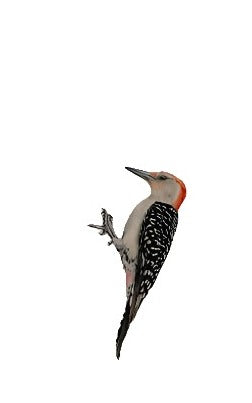 Chadwick Red Woodpecker