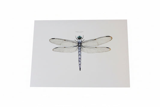 CHADWICK DRAGONFLY-SINGLE CARD