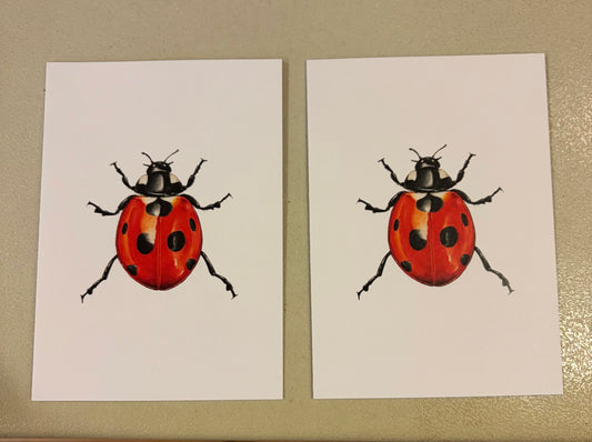CHADWICK SEVEN SPOTTED LADY BUG S/2