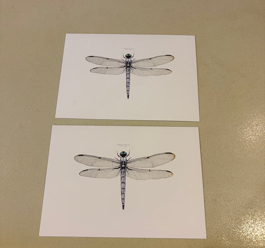 CHADWICK DRAGONFLY S/2