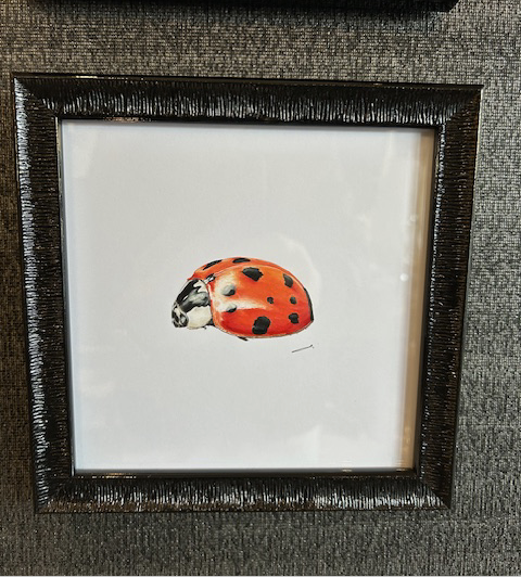 CHADWICK HARLEQUIN LADYBIRD ORIGINAL
