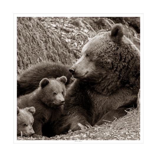 LDN Mama Bear 29x29