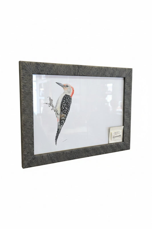 CHADWICK RED BELLIED WOOD PECKER  13.5x 10