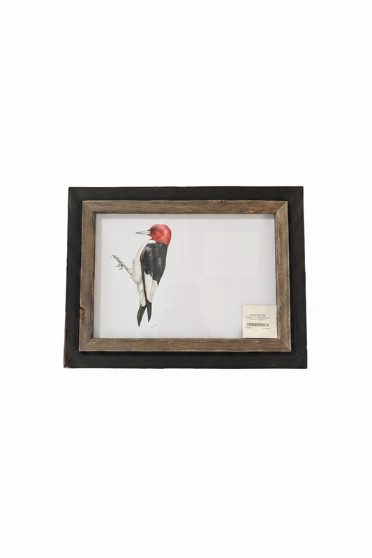 CHADWICK RED HEADED WOOD PECKER  14.5x11.5