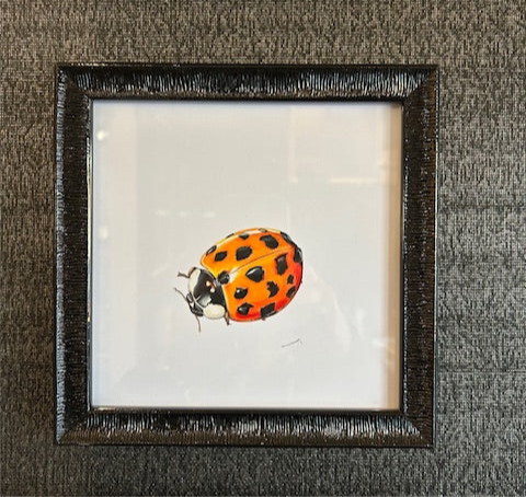 CHADWICK HARLEQUIN LADYBIRD YELLOW