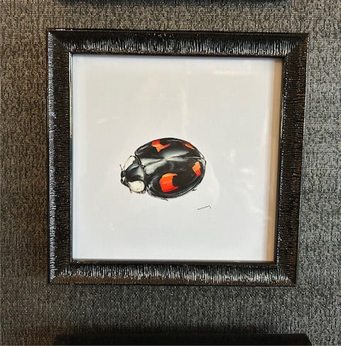 CHADWICK HARLEQUIN LADYBIRD BLACK