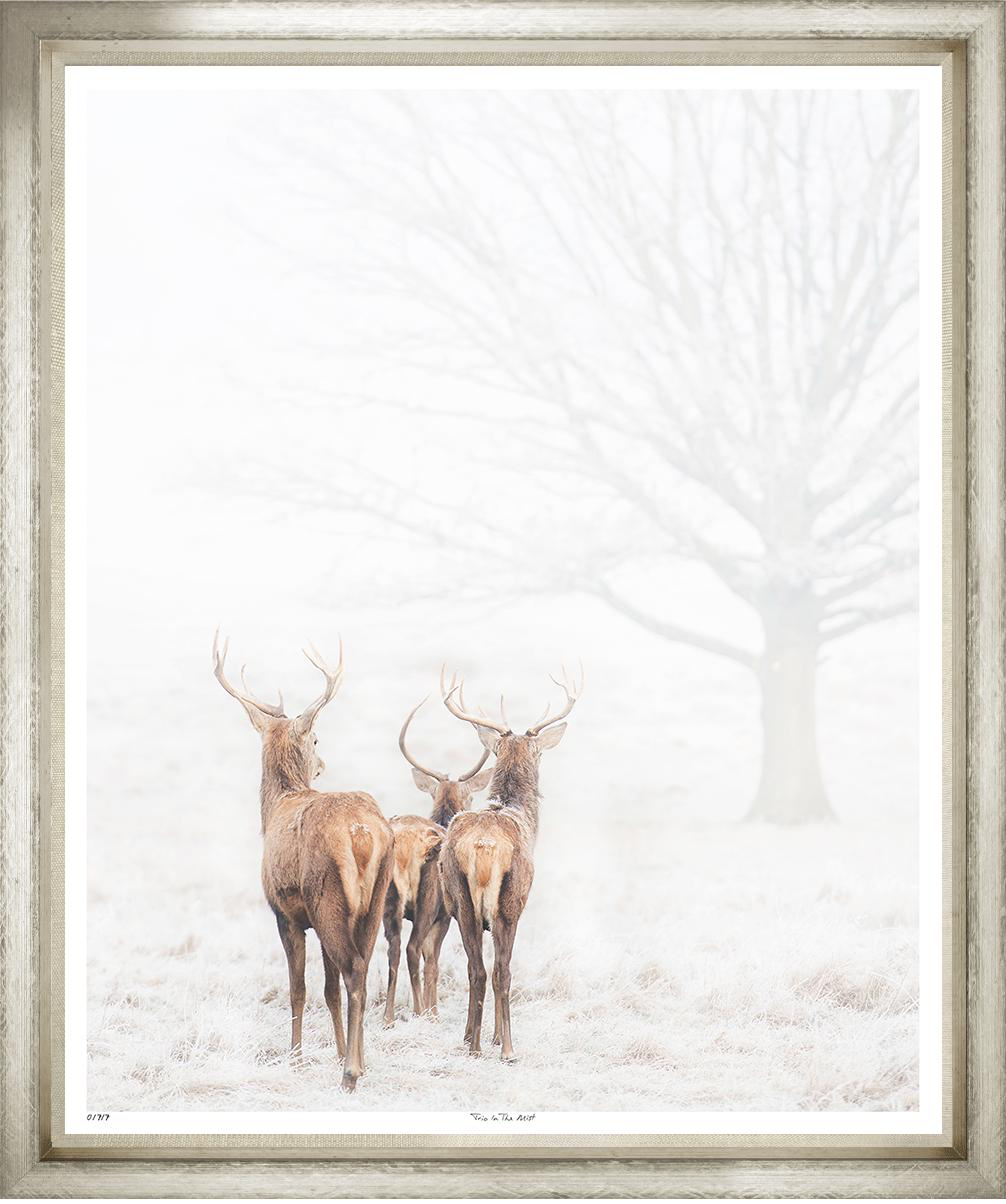 Trow Trio in the Mist