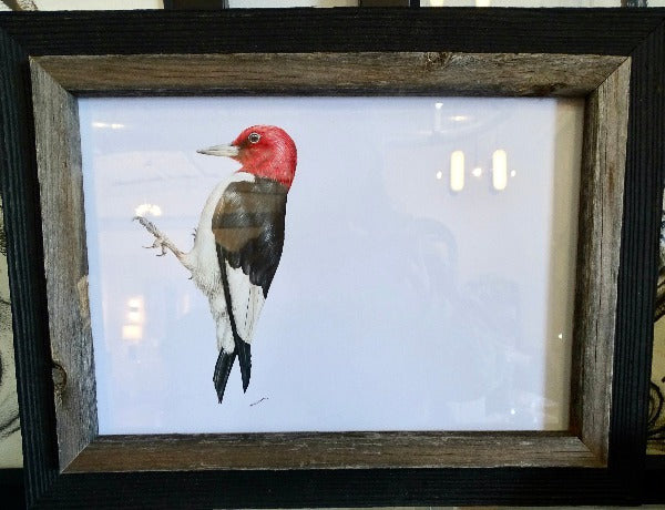 Red Bellied Woodpecker Drawing